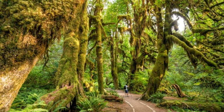 Best Places to Visit in Olympic National Park