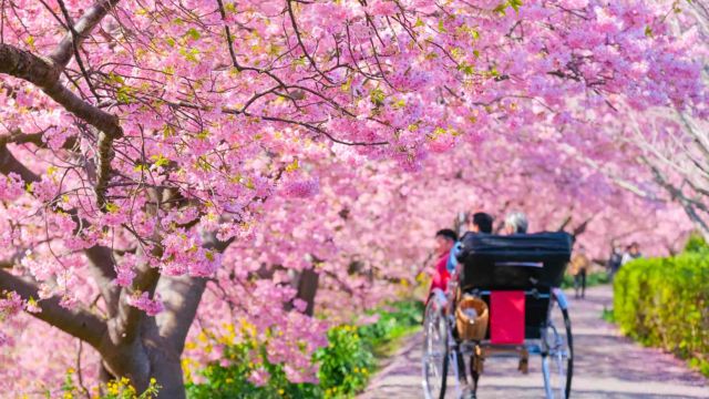 Best Places to Visit Japan in February