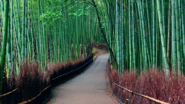 Best Places to Visit in Japan in November