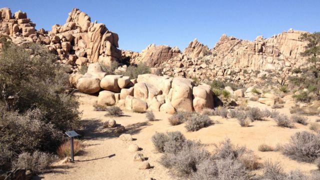 Best Places to Visit in Joshua Tree