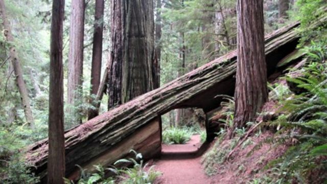 Best Places to Visit in Redwood National Park