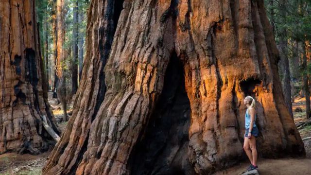 Best Places to Visit in Sequoia National Park