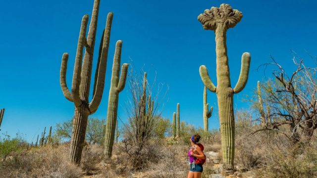 Best Places to Visit in Tucson Arizona