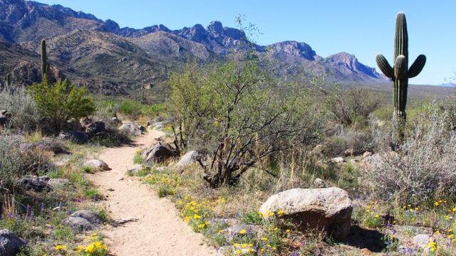Best Places to Visit in Tucson Arizona