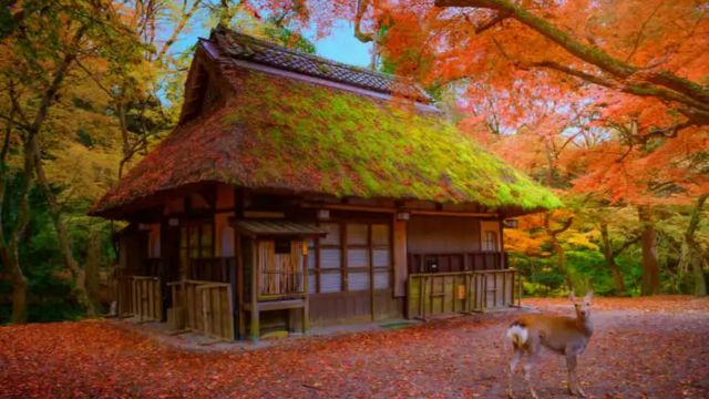 Best Places to Visit Japan in March