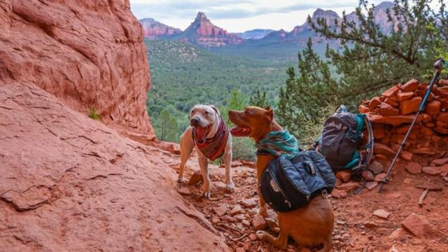 Best Places to Visit With Pets - in the US