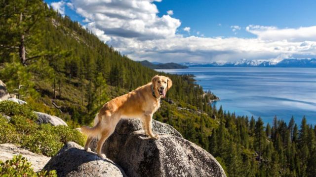 Best Places to Visit With Pets - in the US